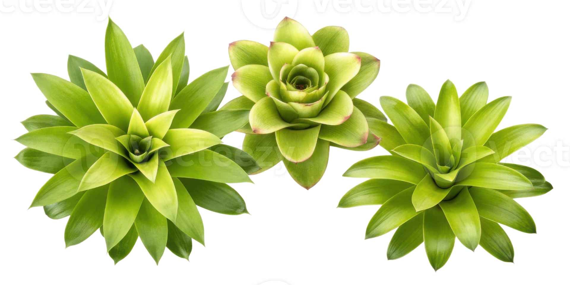 Bromeliad plants showcase vibrant green leaves and unique flower structures, adding beauty to any space with their striking appearance png