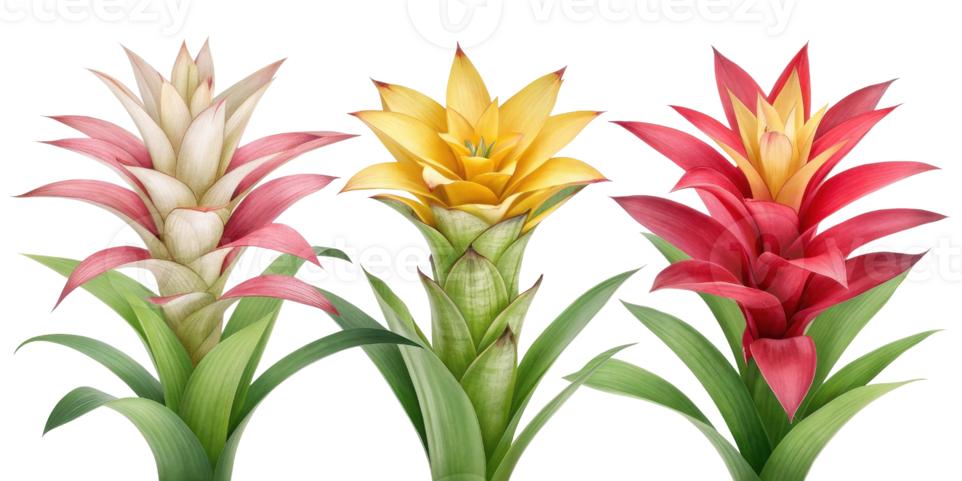 Bromeliad flowers showcase vibrant colors and unique shapes, creating stunning display of nature beauty png