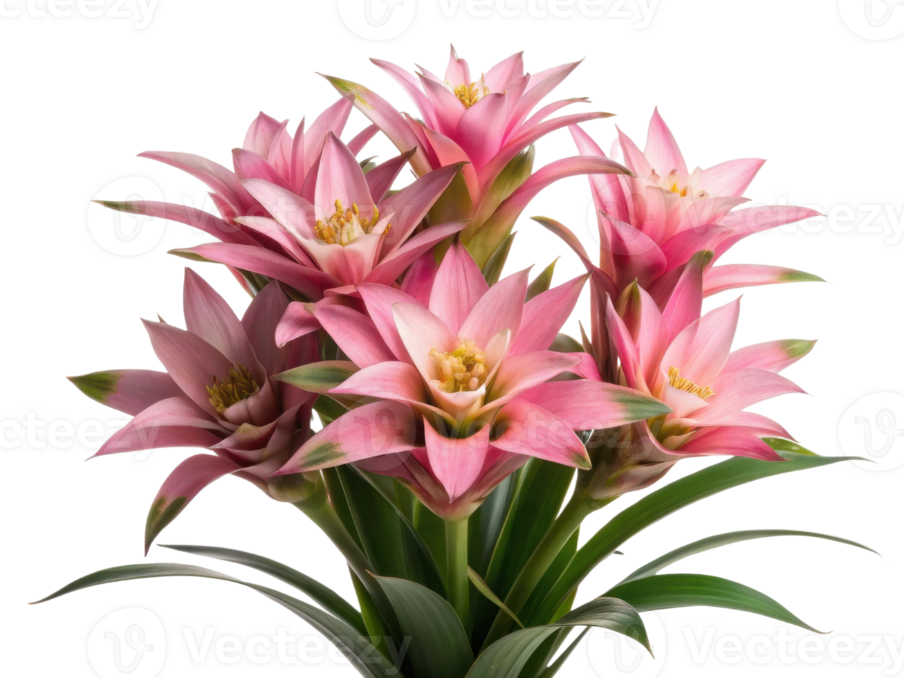 Bromeliad flowers bloom beautifully with vibrant pink petals creating stunning display that brings joy to any space png