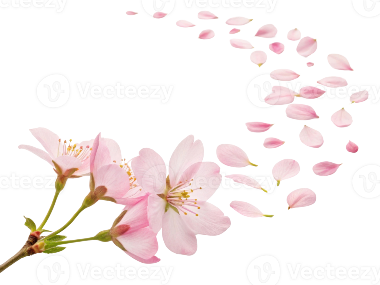 Beautiful cherry blossoms bloom gracefully, their delicate petals drifting softly in breeze, creating serene and enchanting atmosphere png