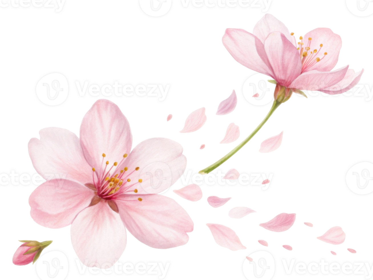 Beautiful cherry blossoms bloom with delicate petals drifting gracefully in breeze, creating serene and enchanting atmosphere png