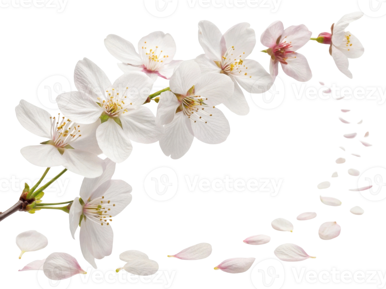Beautiful cherry blossoms gracefully cascade, showcasing delicate white petals and soft pink hues, creating serene floral display png