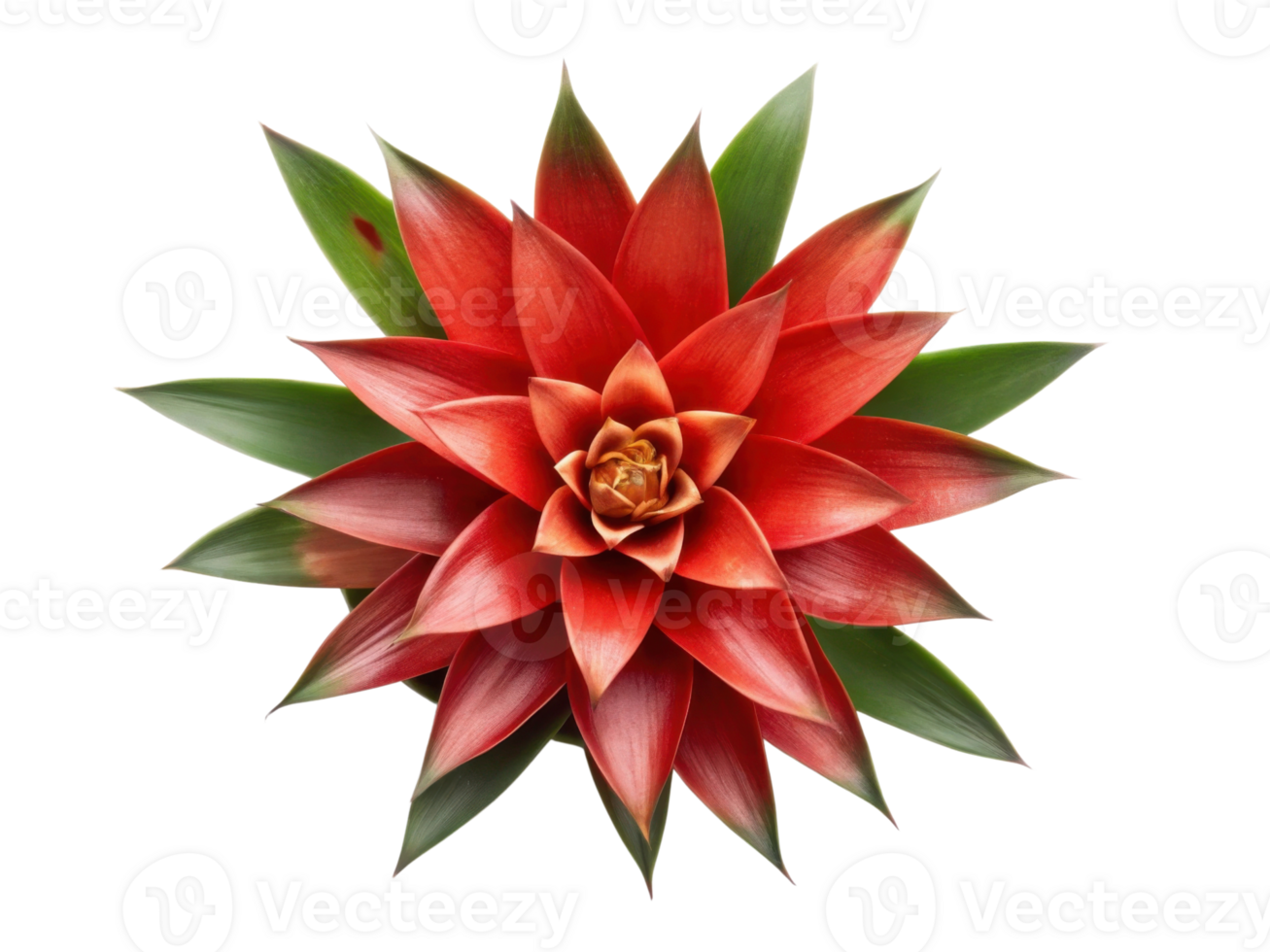 Vibrant bromeliad flower showcases stunning red petals surrounded by lush green leaves, creating captivating natural display png