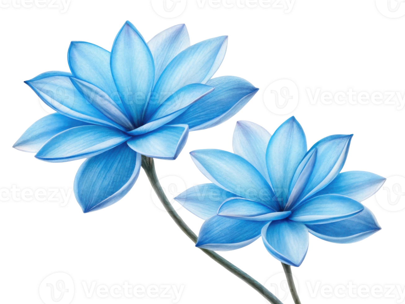 Two beautiful blue flowers bloom gracefully showcasing their vibrant petals and delicate details, creating serene atmosphere png