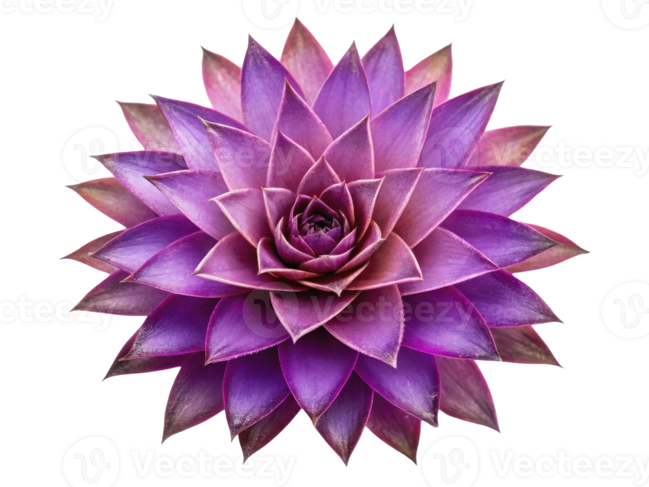 Stunning bromeliad flower showcases vibrant purple petals radiating in symmetrical pattern, creating captivating visual display png