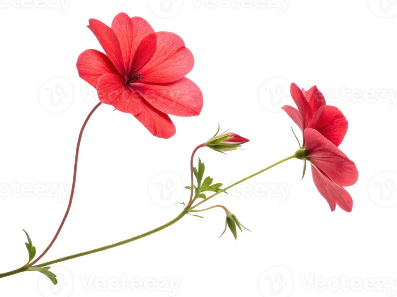 Vibrant impatiens flower showcases its stunning red petals and delicate green leaves, creating beautiful display of nature artistry png