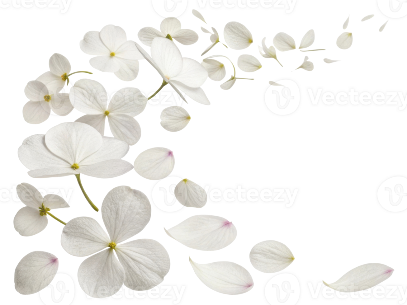 Delicate impatiens flowers gracefully scatter, creating serene and beautiful display of nature elegance png