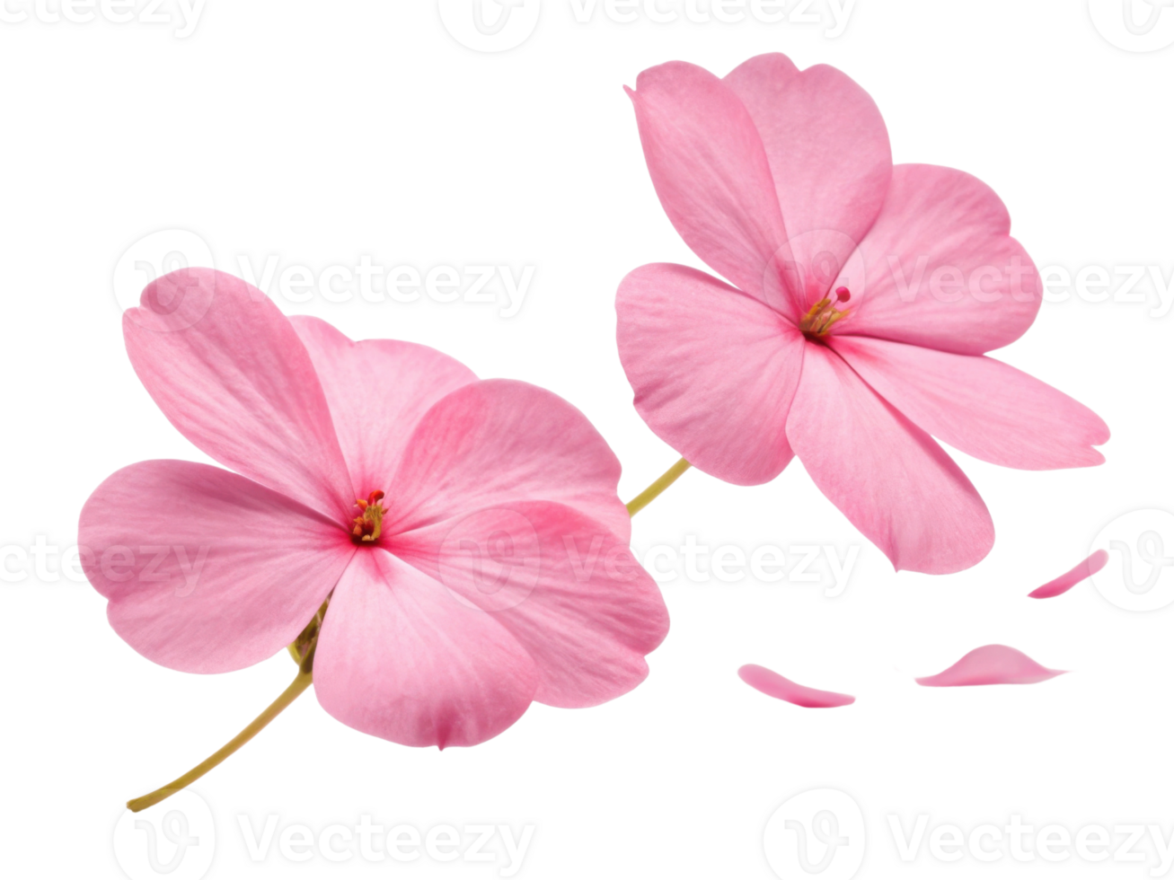 Delicate impatiens flowers bloom in soft pink hues, bringing touch of beauty and joy to any garden or arrangement png