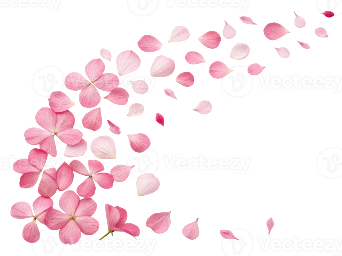 Beautiful pink impatiens flowers create delicate cascade of petals, evoking sense of tranquility and natural beauty png