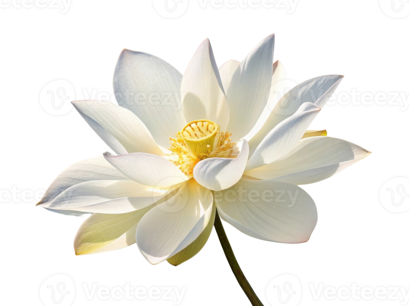 Beautiful lotus flower blooms gracefully, showcasing its delicate petals and vibrant center, symbolizing purity and tranquility png