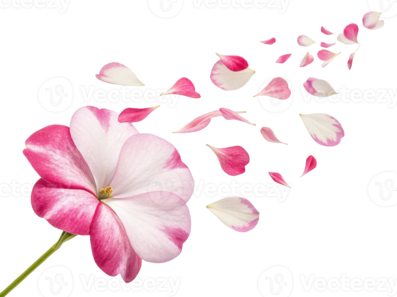 Beautiful impatiens flower with delicate pink and white petals gracefully releases its petals into air, creating serene and enchanting scene png