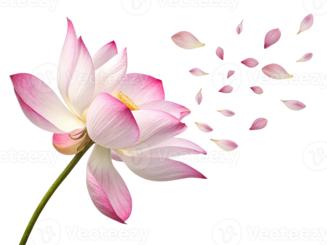 Beautiful lotus flower gracefully blooms with delicate petals drifting away, symbolizing tranquility and beauty in nature png