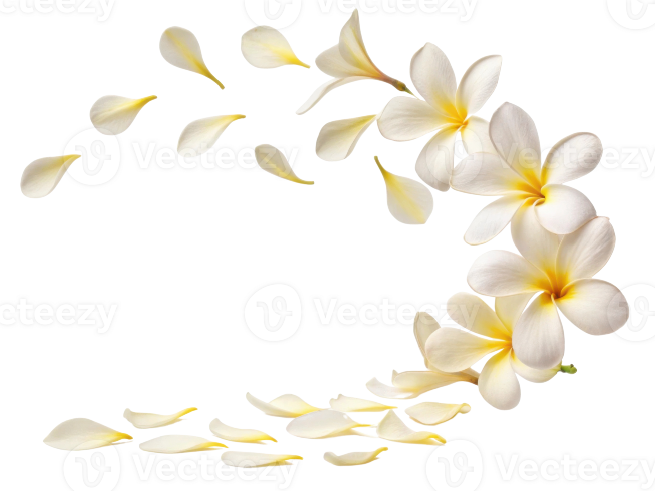 Beautiful plumeria flowers gracefully scatter, creating serene and calming atmosphere filled with nature elegance png