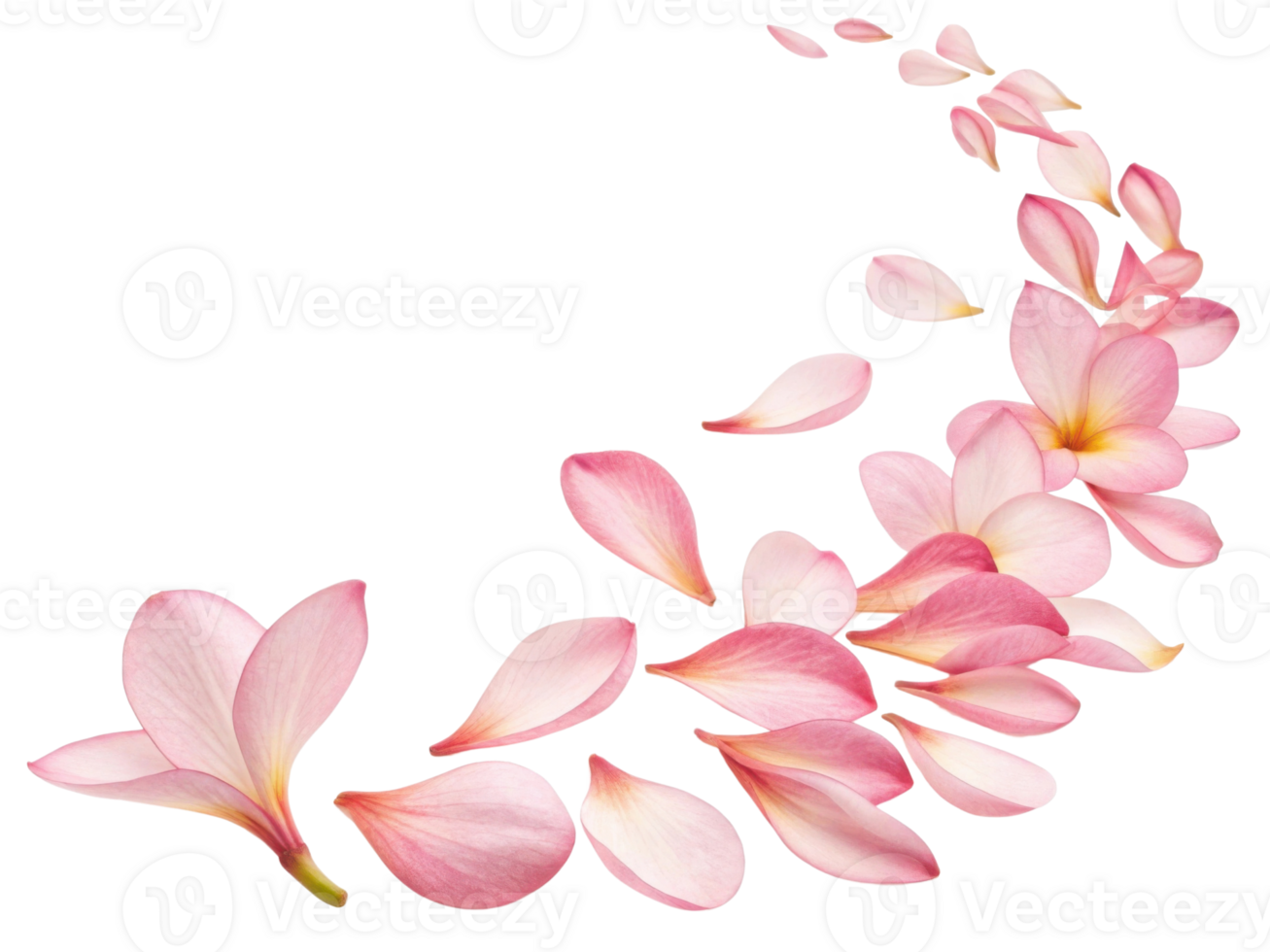 Beautiful plumeria flowers create delicate trail of petals that evoke sense of tranquility and natural beauty png