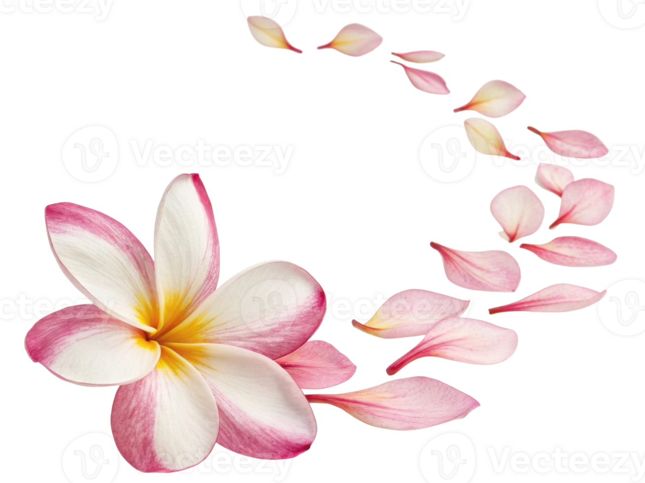 Beautiful plumeria flower with delicate pink and white petals gracefully arranged in swirling pattern evokes sense of tranquility and elegance png
