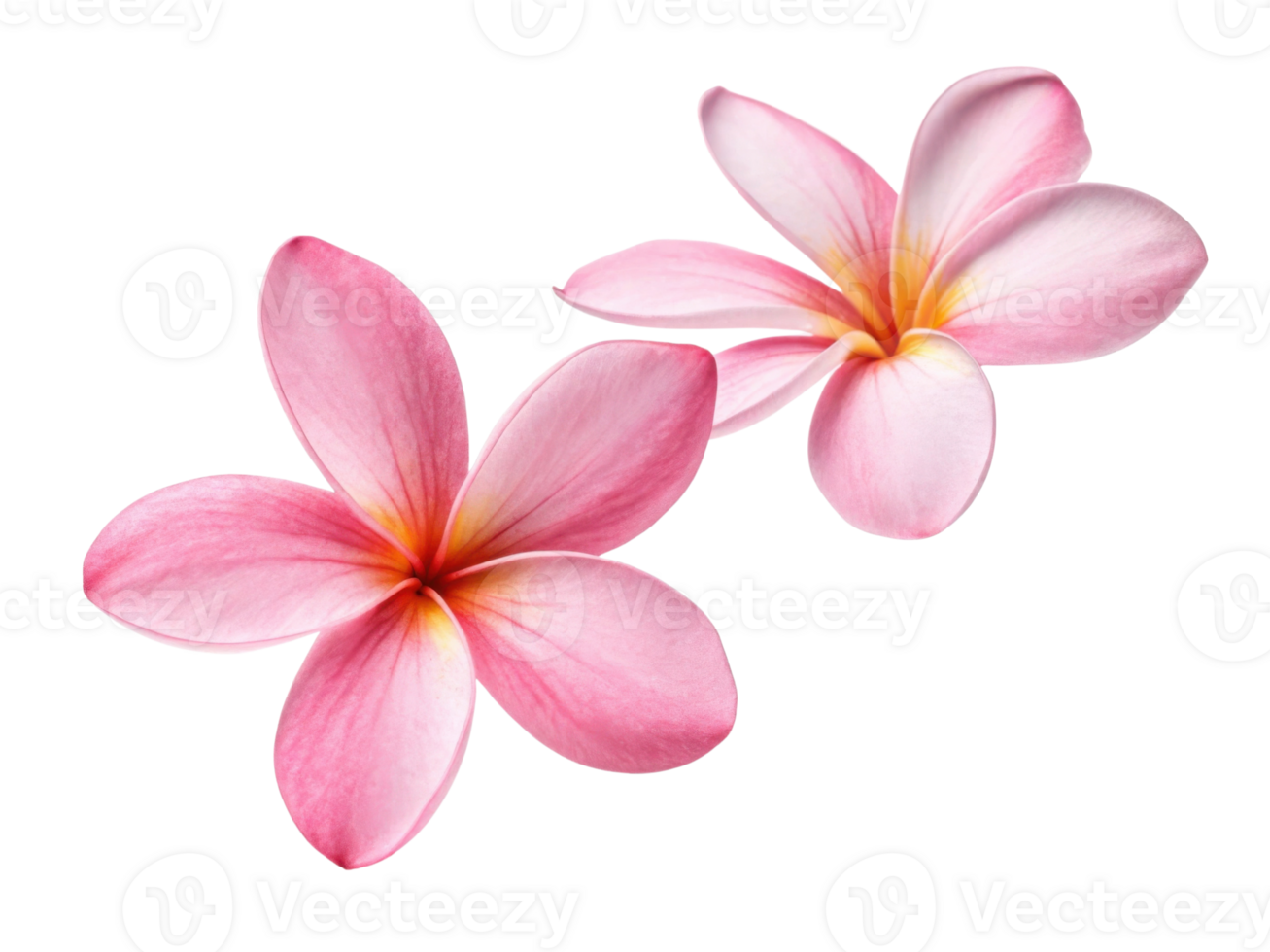 Beautiful plumeria flowers bloom with soft pink petals and vibrant yellow centers, creating serene and calming atmosphere png