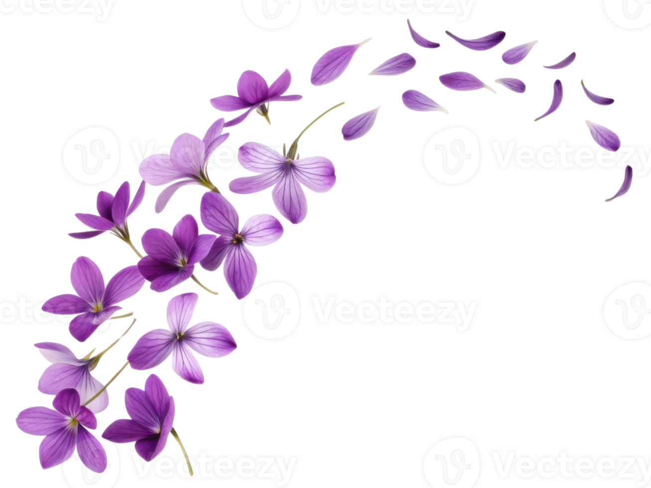 Violets bloom gracefully, creating stunning display of purple flowers that evoke sense of tranquility and beauty png
