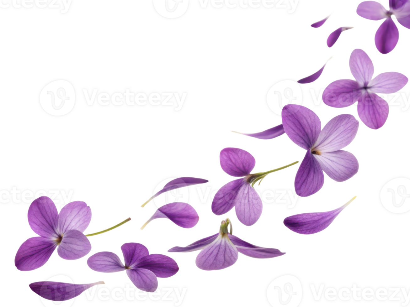 Beautiful violets gracefully cascade, showcasing their delicate petals and vibrant colors, creating serene floral display png
