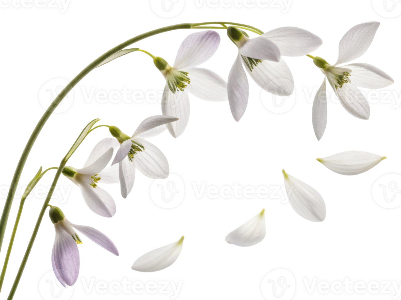 Delicate violets bloom gracefully, their soft petals dancing in breeze, creating serene atmosphere filled with beauty and tranquility png