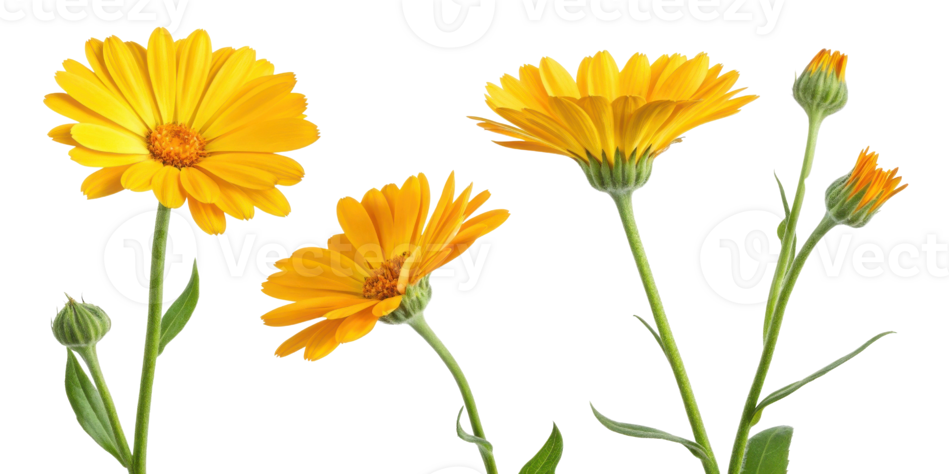 Bright calendula flowers bloom in vibrant yellow hues showcasing their beauty and charm in delightful arrangement png