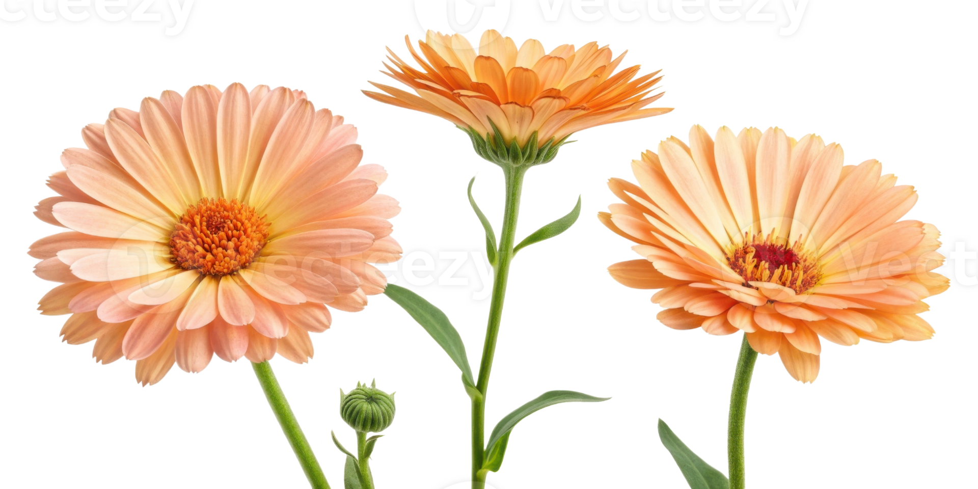 Beautiful calendula flowers bloom in soft peach hues, showcasing their delicate petals and vibrant centers, perfect for any garden png