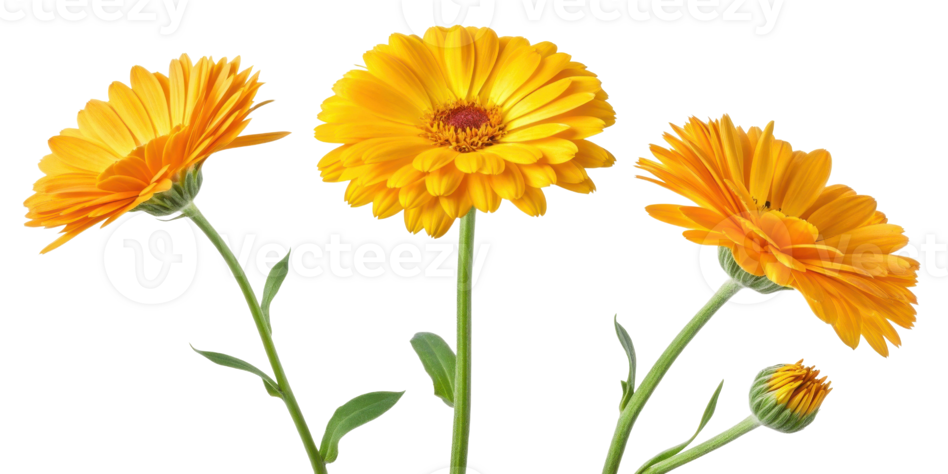 Bright calendula flowers bloom in vibrant yellow hues, showcasing their beauty and charm in delightful arrangement png