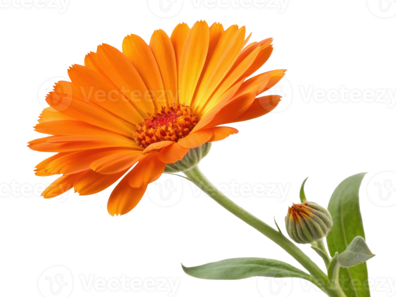 Vibrant calendula flower showcases its stunning orange petals and lush green leaves, radiating beauty and joy in any garden setting png