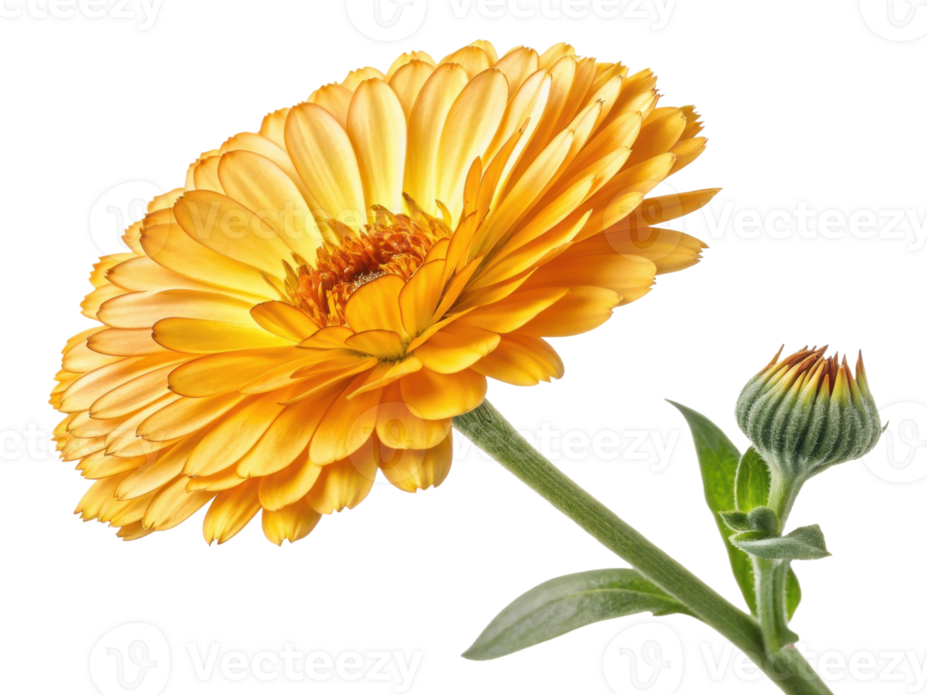 Vibrant calendula flower showcases its stunning yellow petals and intricate details, symbolizing beauty and warmth in nature png