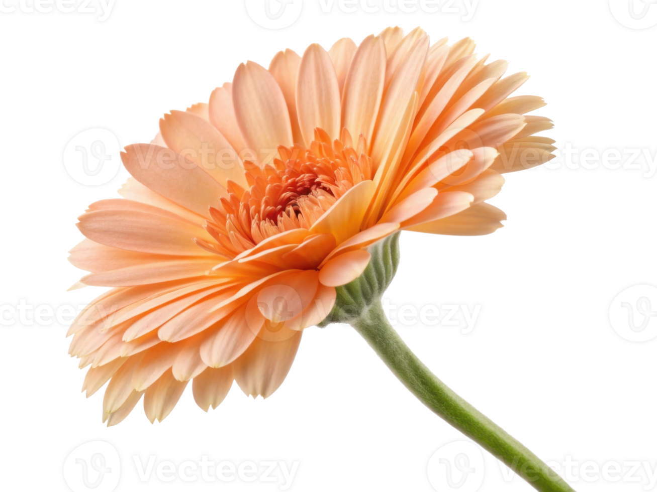 Beautiful calendula flower in soft peach hues showcases its delicate petals and vibrant center, radiating warmth and charm png