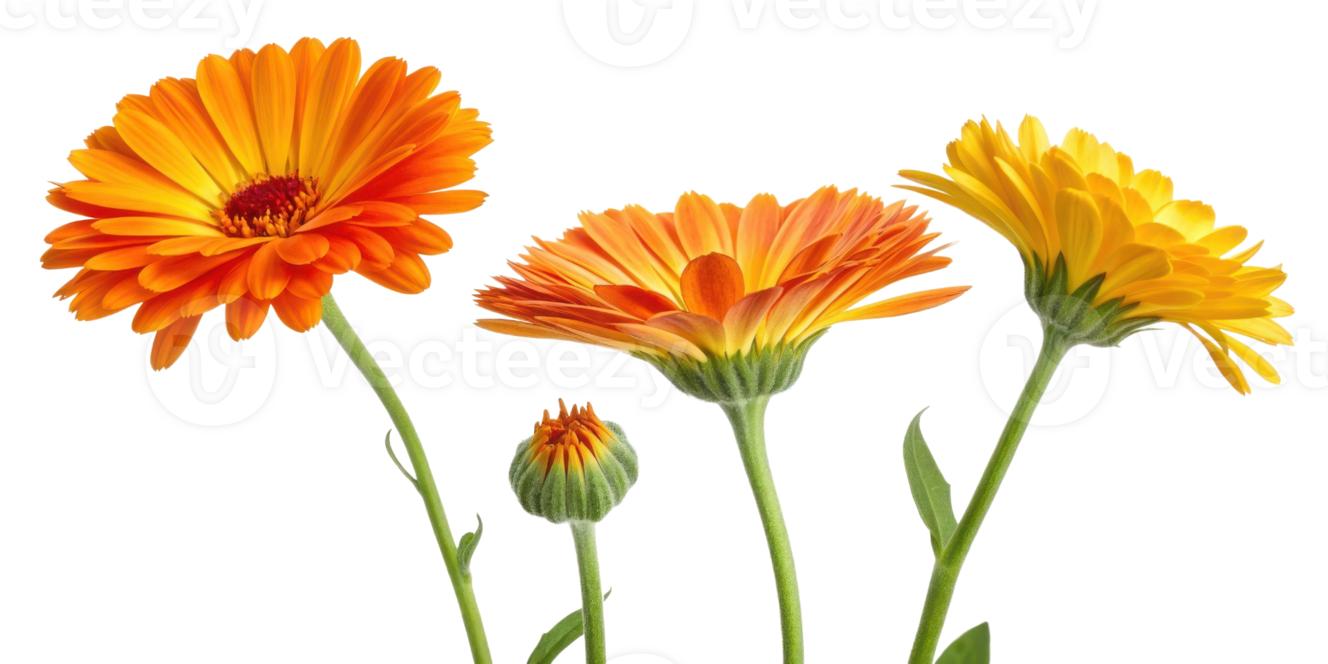 Bright calendula flowers in vibrant orange and yellow hues showcase their beauty and charm, perfect for adding cheerful touch to any setting png