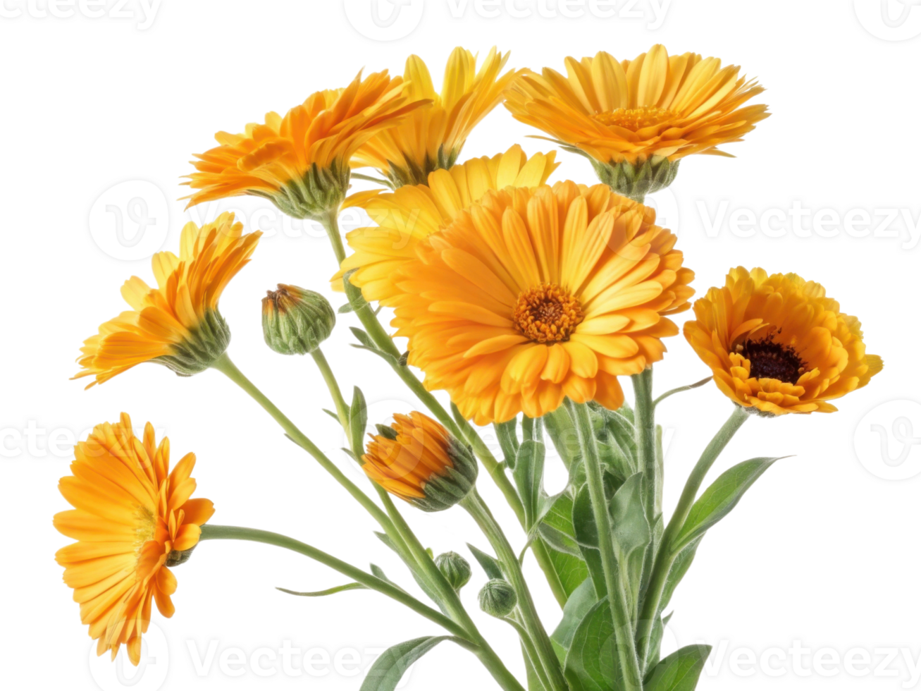 Bright and cheerful calendula flowers bloom in vibrant yellow hues, bringing joy and beauty to any garden or arrangement png