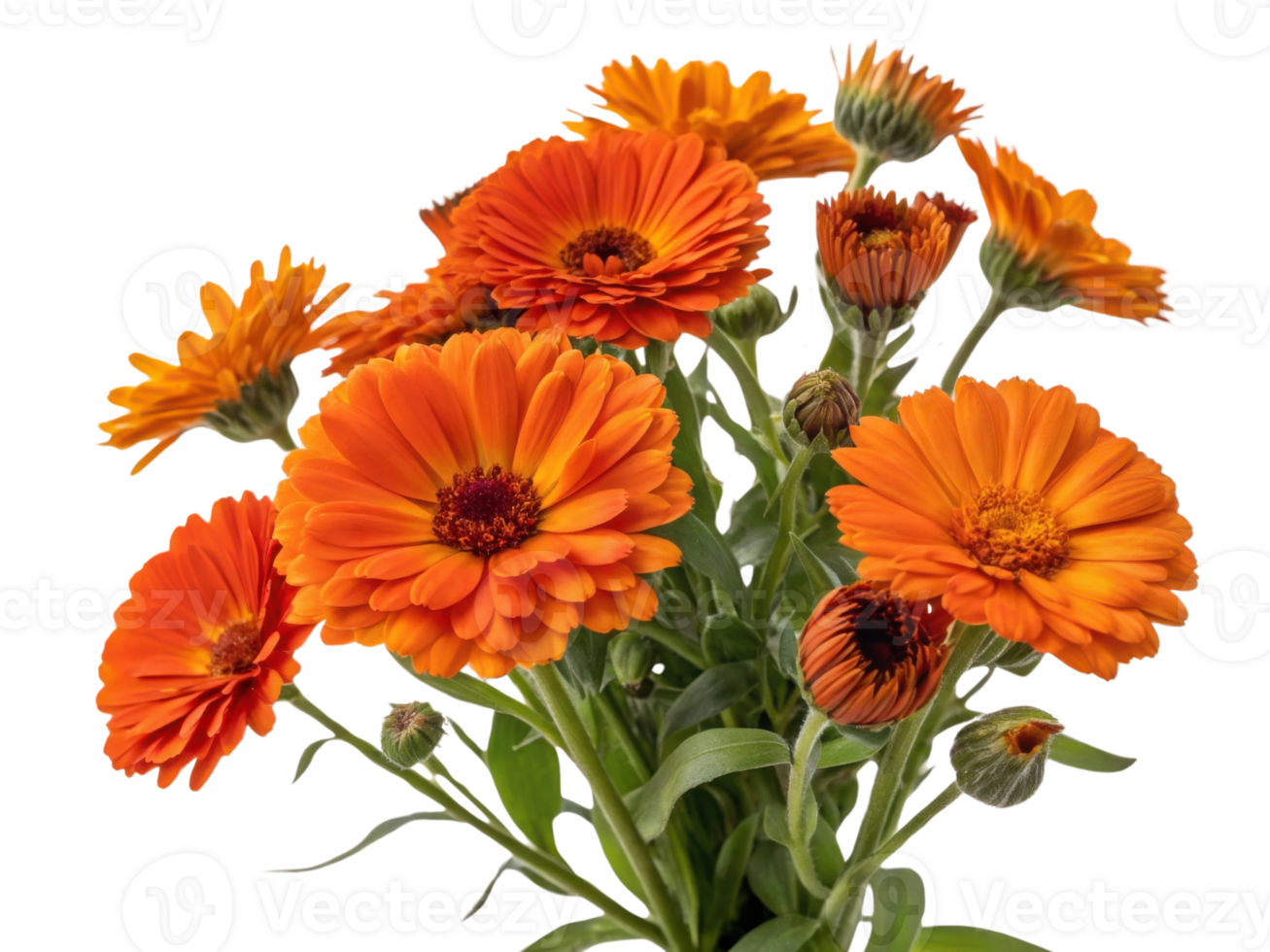 Bright and vibrant calendula flowers bloom beautifully in shades of orange showcasing their stunning petals and lush green leaves png