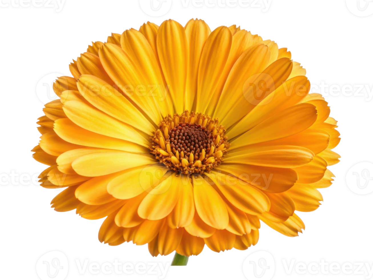 Vibrant calendula flower showcases its stunning yellow petals and intricate center, radiating beauty and warmth in any garden png