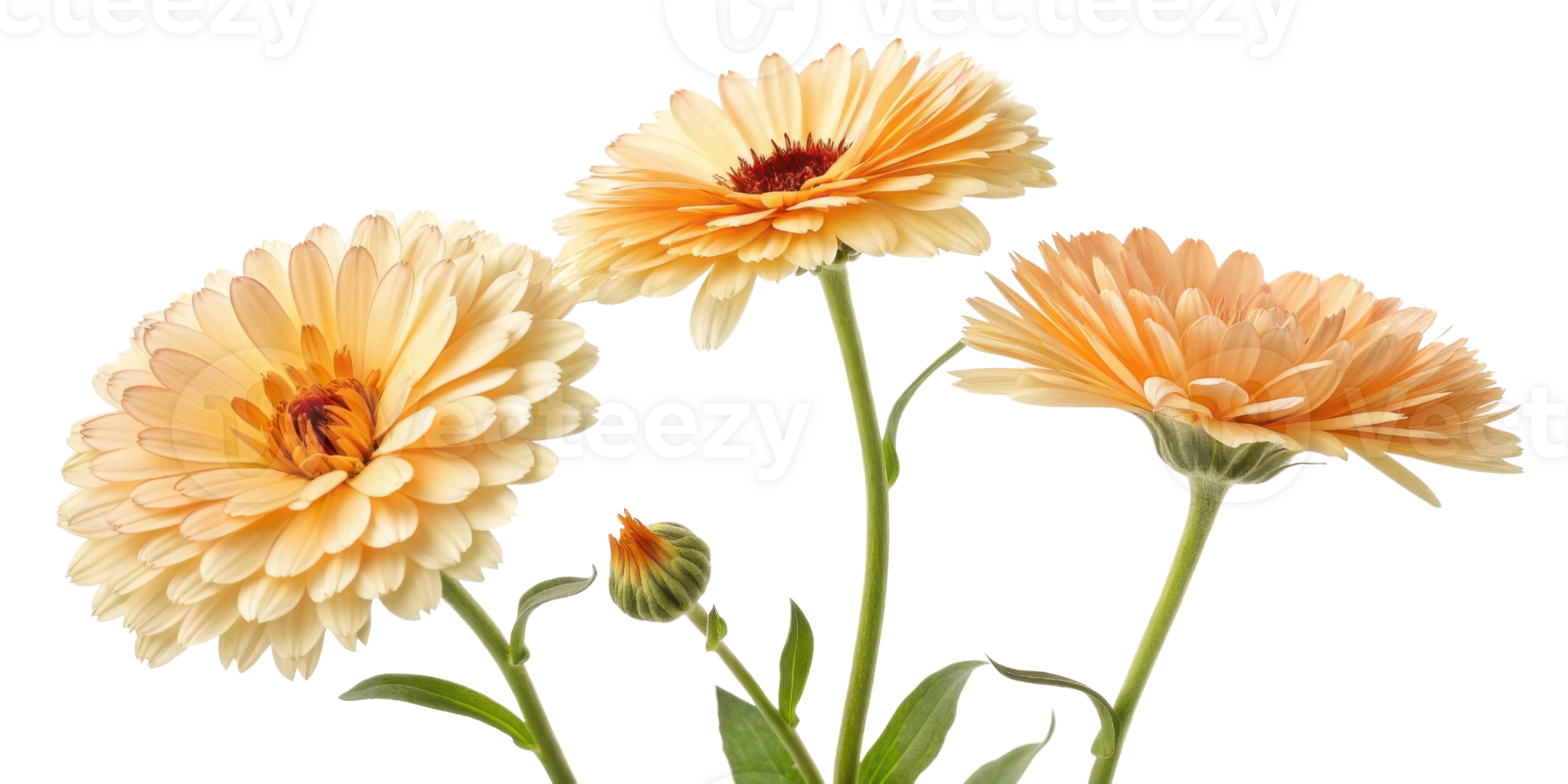Beautiful calendula flowers bloom in shades of orange and yellow, showcasing their vibrant petals and lush green leaves png