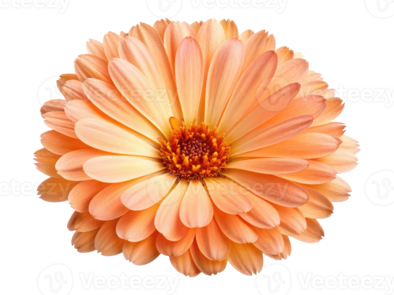 Beautiful calendula flower with soft peach petals radiates warmth and charm, perfect for brightening any space png