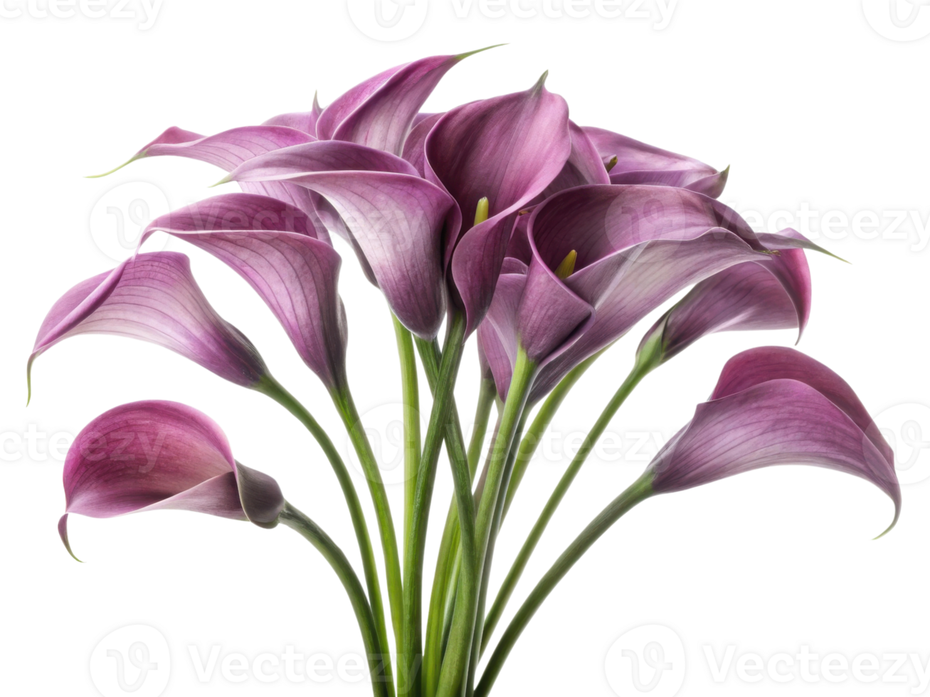 Stunning bouquet of calla lilies showcases their elegant purple petals and graceful curves, perfect for adding beauty to any setting png