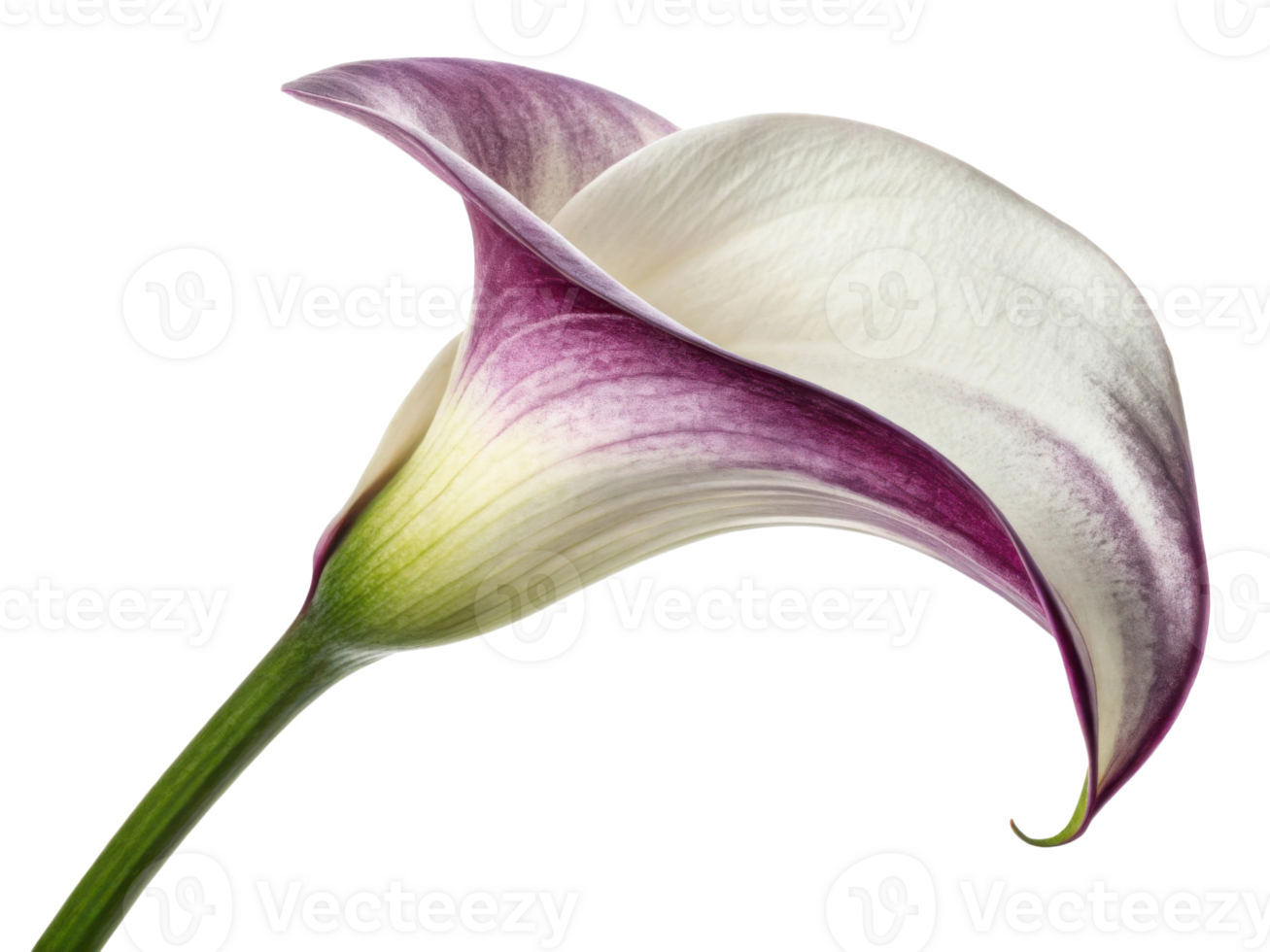 Stunning calla lily flower showcases elegant curves and beautiful blend of white and purple hues, perfect for adding touch of grace png