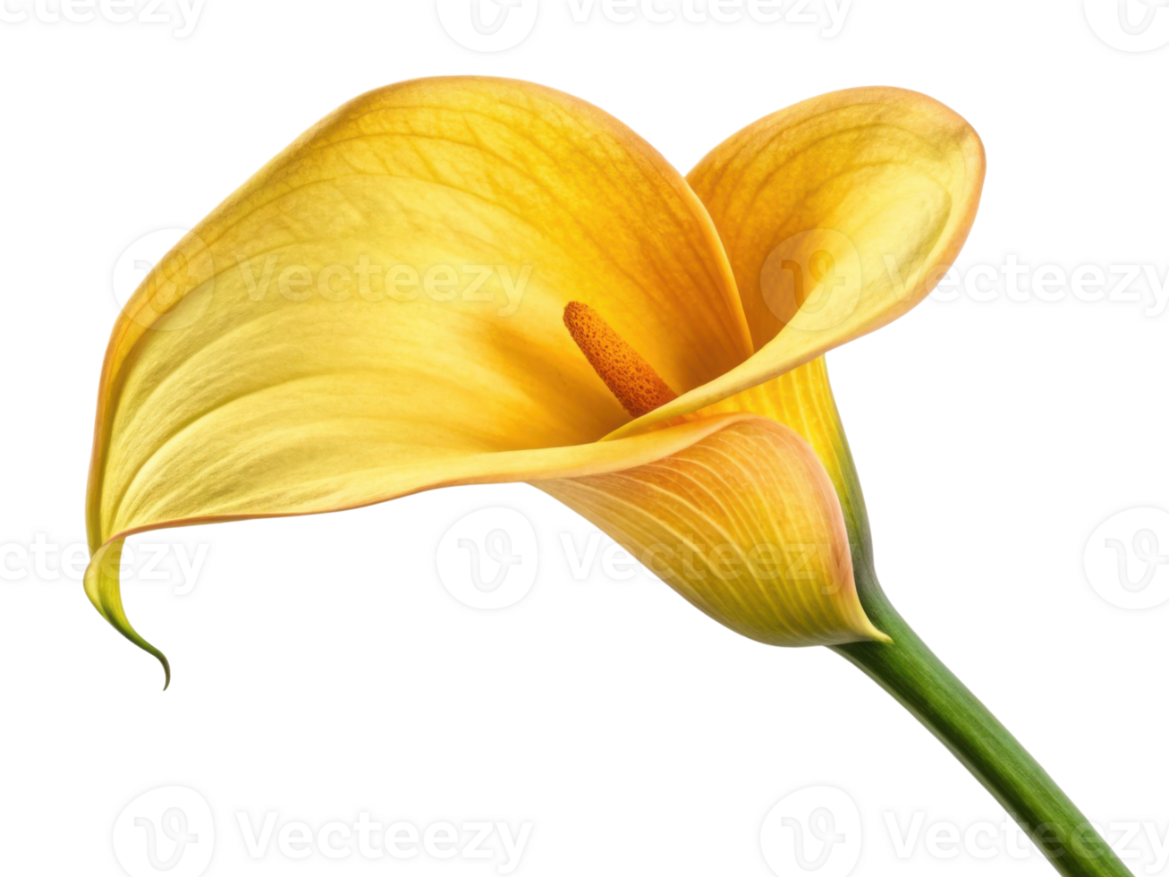 Stunning calla lily flower in vibrant yellow showcases its elegant curves and delicate petals, perfect for adding beauty to any setting png
