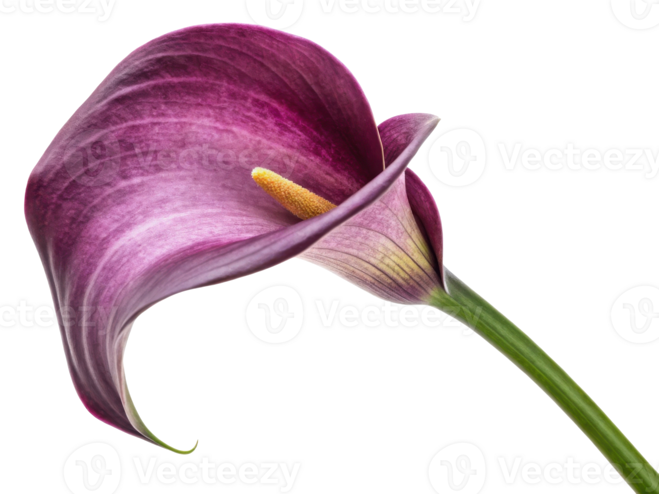 Stunning calla lily flower showcases its elegant purple petals and delicate structure, embodying beauty and grace in nature png