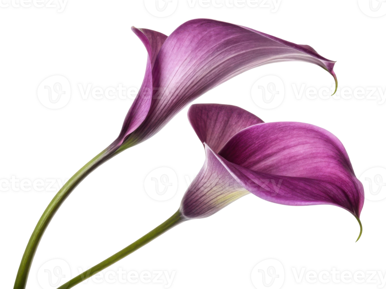 Elegant calla lily flower showcases stunning purple hues and delicate curves, perfect for adding beauty to any arrangement png
