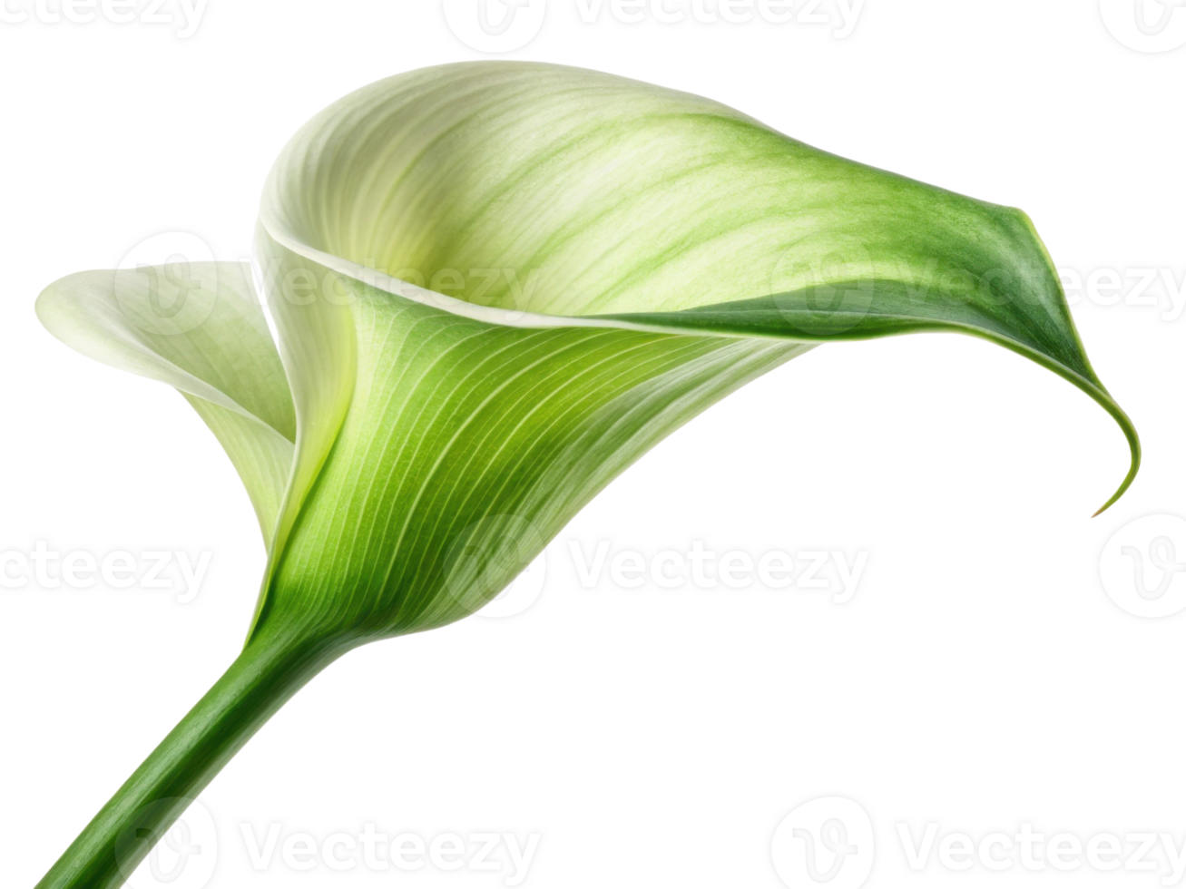 Stunning calla lily flower showcases its elegant curves and vibrant green hues, embodying natural beauty and grace png