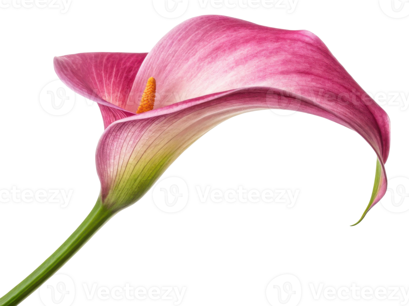 Stunning calla lily flower showcases its elegant pink petals and vibrant orange stamen, embodying beauty and grace in nature png