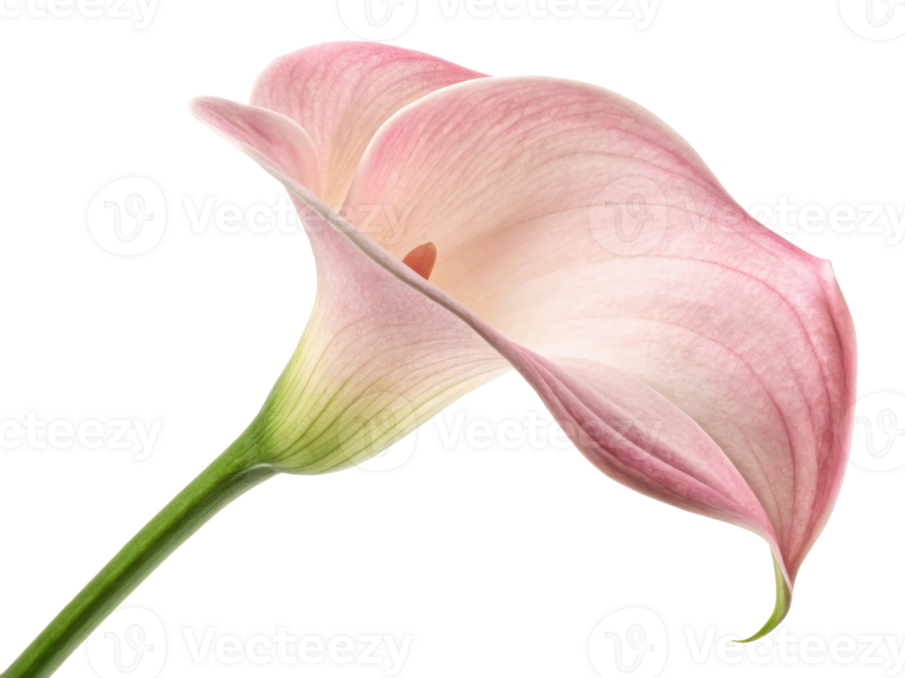 Delicate calla lily flower showcases soft pink hues and elegant curves, embodying beauty and grace in nature design png