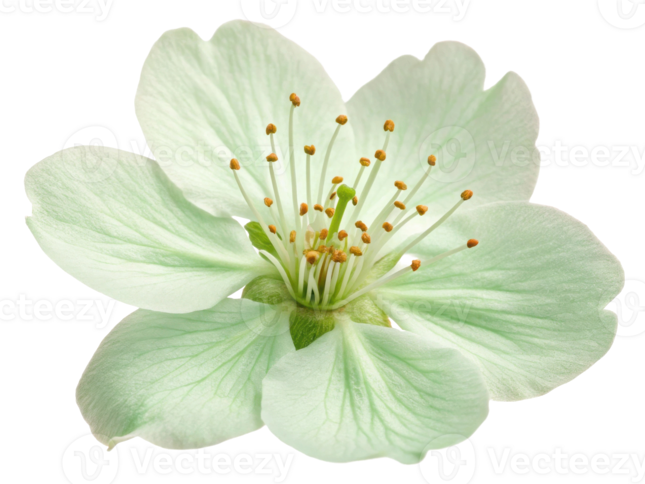 Delicate cherry blossom flower showcases soft green petals and vibrant yellow stamens, embodying beauty of nature springtime renewal png