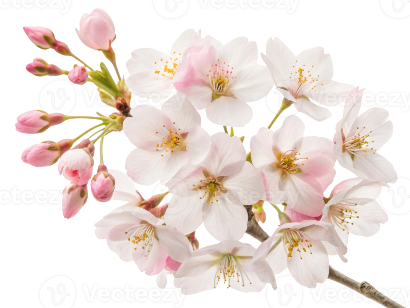 Delicate cherry blossom flowers in full bloom showcase their beauty with soft pink petals and vibrant yellow stamens, creating serene atmosphere png