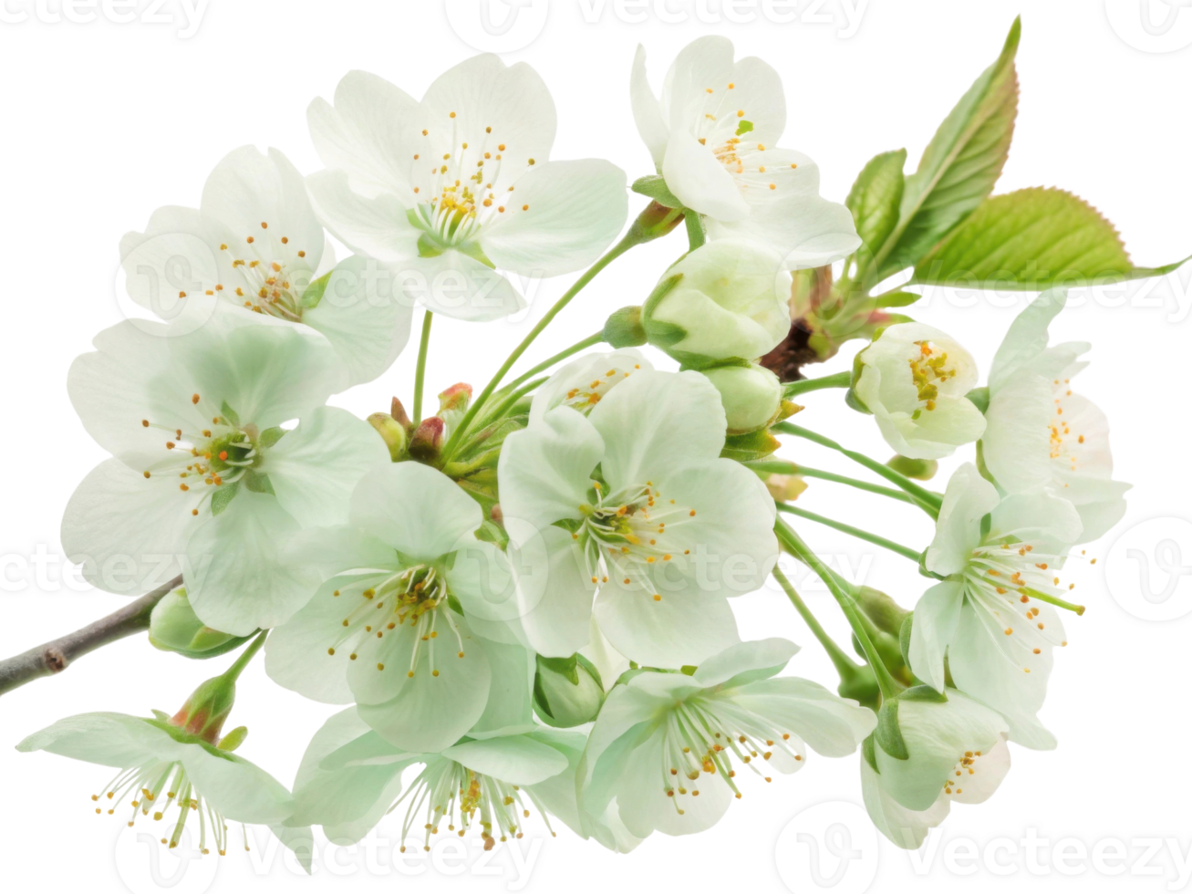 Delicate cherry blossom flowers bloom gracefully, showcasing their beauty and charm in serene display of nature artistry png