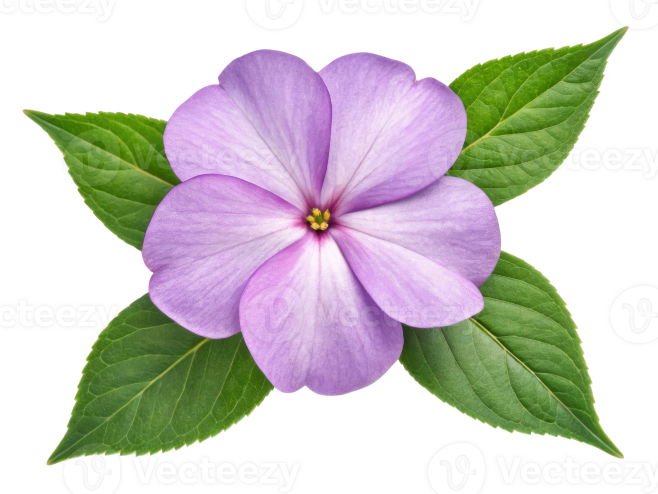 Beautiful impatiens flower with delicate lavender petals and vibrant green leaves creates stunning visual display in any garden png