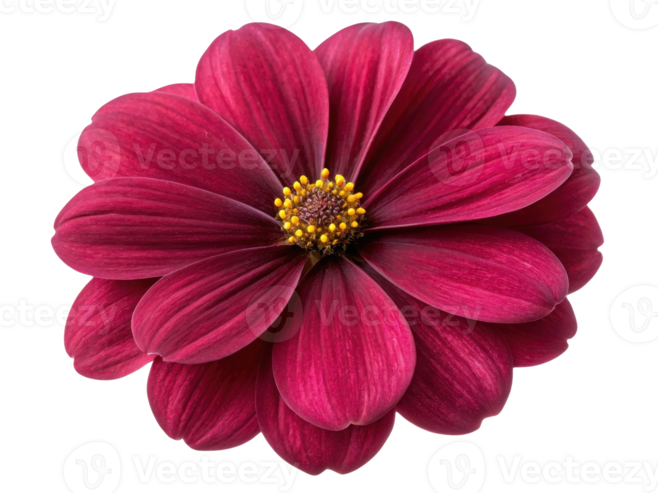Vibrant impatiens flower showcases rich hues and delicate petals, creating stunning visual appeal in any garden setting png
