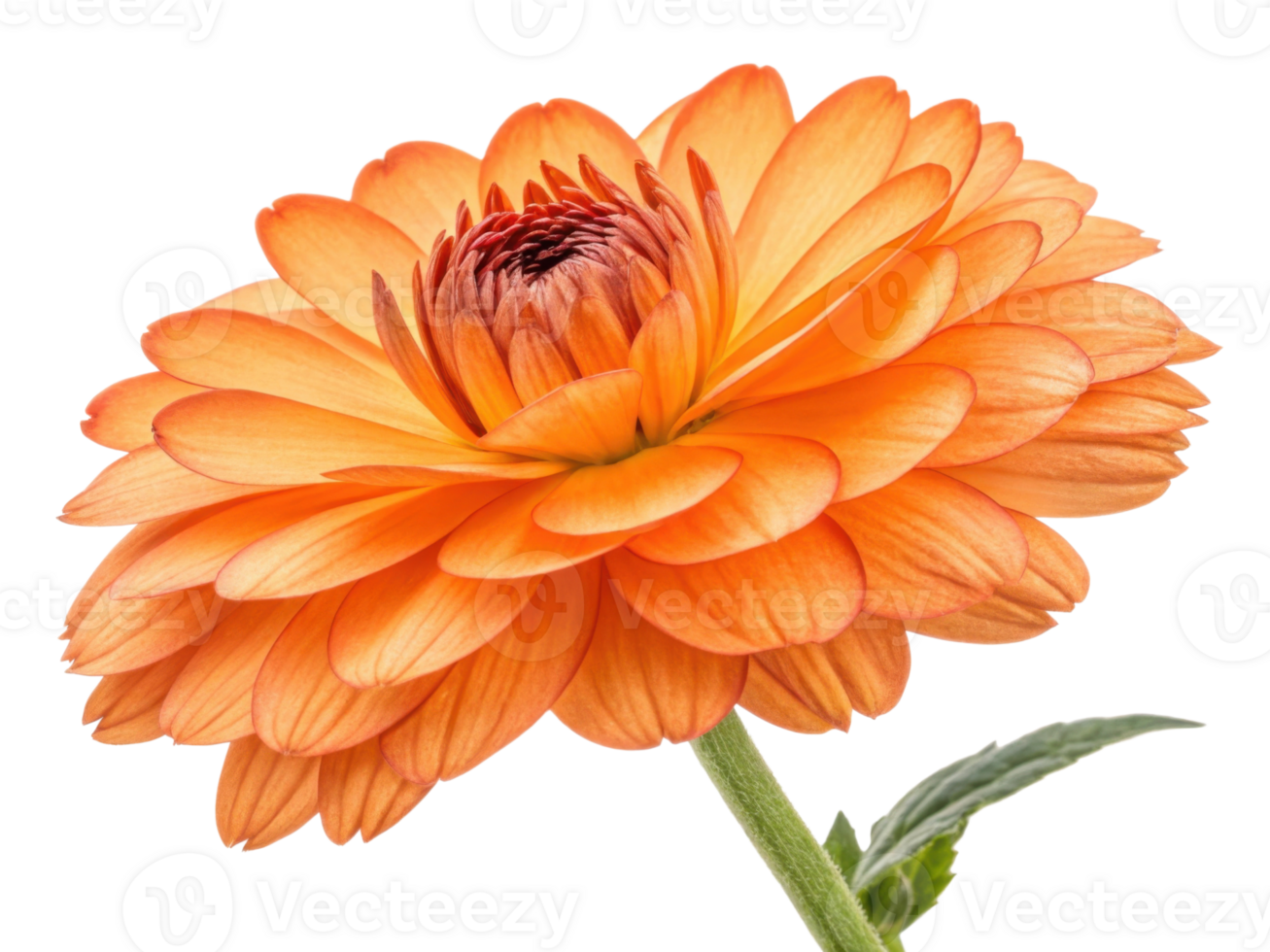 Vibrant orange flower with layered petals showcases its beauty and elegance, making it stunning addition to any garden or bouquet png