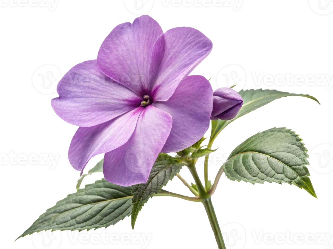 Beautiful impatiens flower showcases delicate purple petals and vibrant green leaves, adding charm to any garden or arrangement png